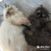 Chocolate and Colorpoint Exotic Longhair Kittens in Brooklyn, New York