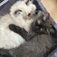 Chocolate and Colorpoint Exotic Longhair Kittens in Brooklyn, New York