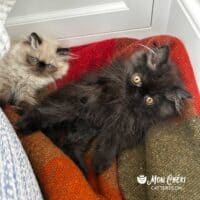 Chocolate and Colorpoint Exotic Longhair Kittens in Brooklyn, New York