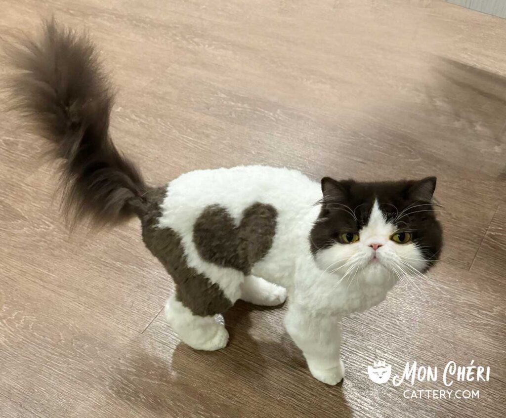 Chocolate Bicolor Exotic Longhair Cat in San Diego, California