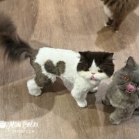 Chocolate Bicolor Exotic Longhair Cat in San Diego, California