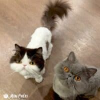 Chocolate Bicolor Exotic Longhair Cat in San Diego, California