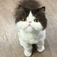 Chocolate Bicolor Exotic Longhair Cat in San Diego, California