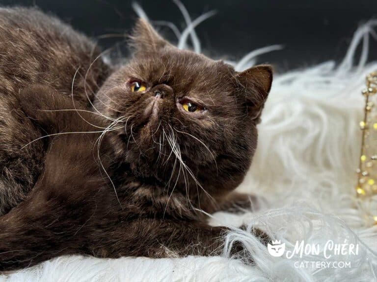 Solid Chocolate Exotic Shorthair Cat