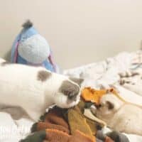 Exotic Shorthair Kittens in Columbia, Missouri