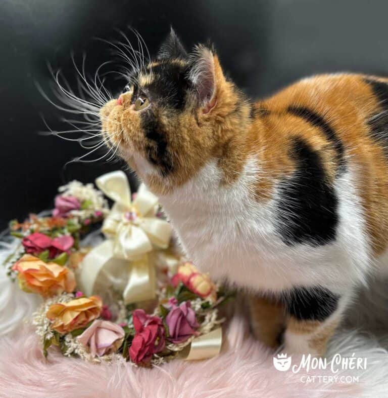 Calico Exotic Shorthair Cat