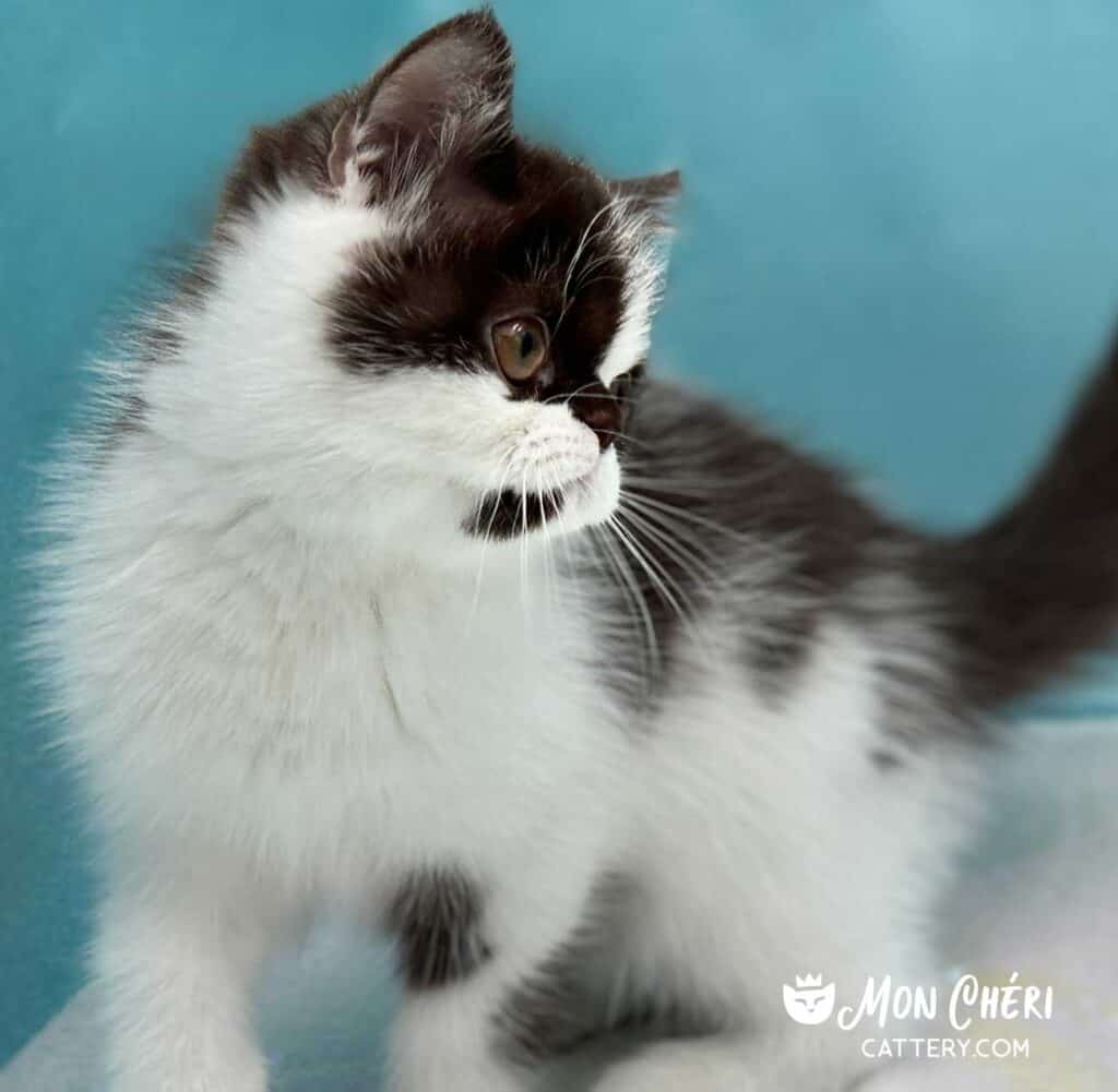 Chocolate Bicolor Exotic Shorthair Kitten For Sale