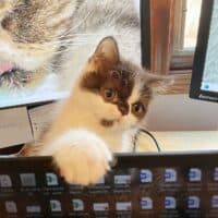 Chocolate Bicolor Exotic Shorthair Kitten in Lambertville, Michigan