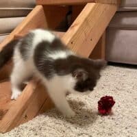 Chocolate Bicolor Exotic Shorthair Kitten in Lambertville, Michigan