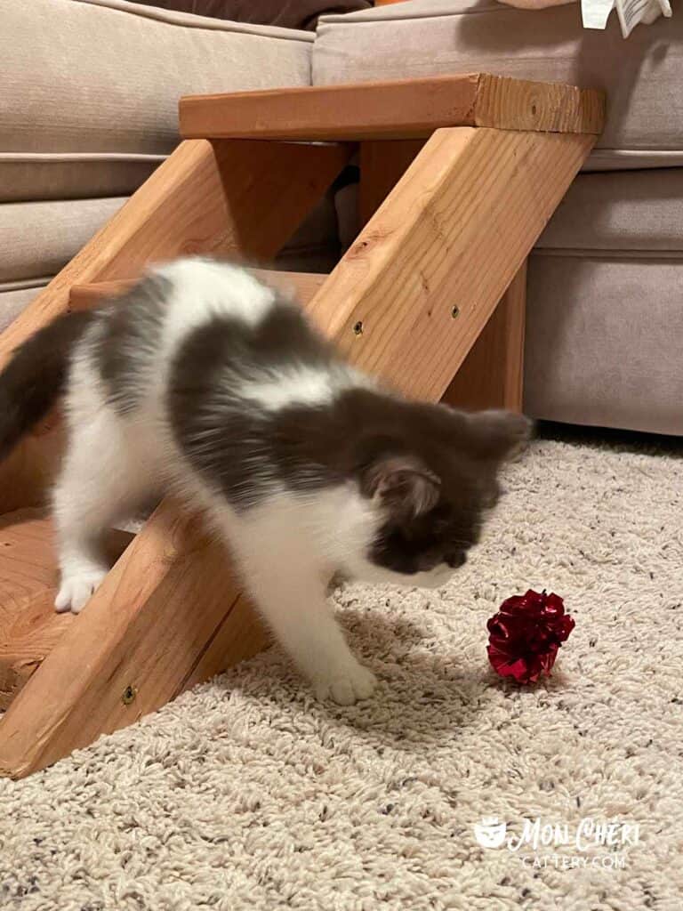 Chocolate Bicolor Exotic Shorthair Kitten in Lambertville, Michigan