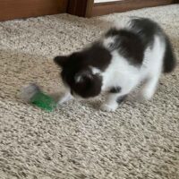 Chocolate Bicolor Exotic Shorthair Kitten in Lambertville, Michigan