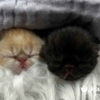 Red Bicolor and Black Bicolor Kittens For Sale