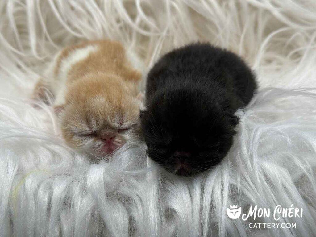 Red Bicolor and Black Bicolor Kittens For Sale