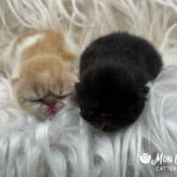 Red Bicolor and Black Bicolor Kittens For Sale