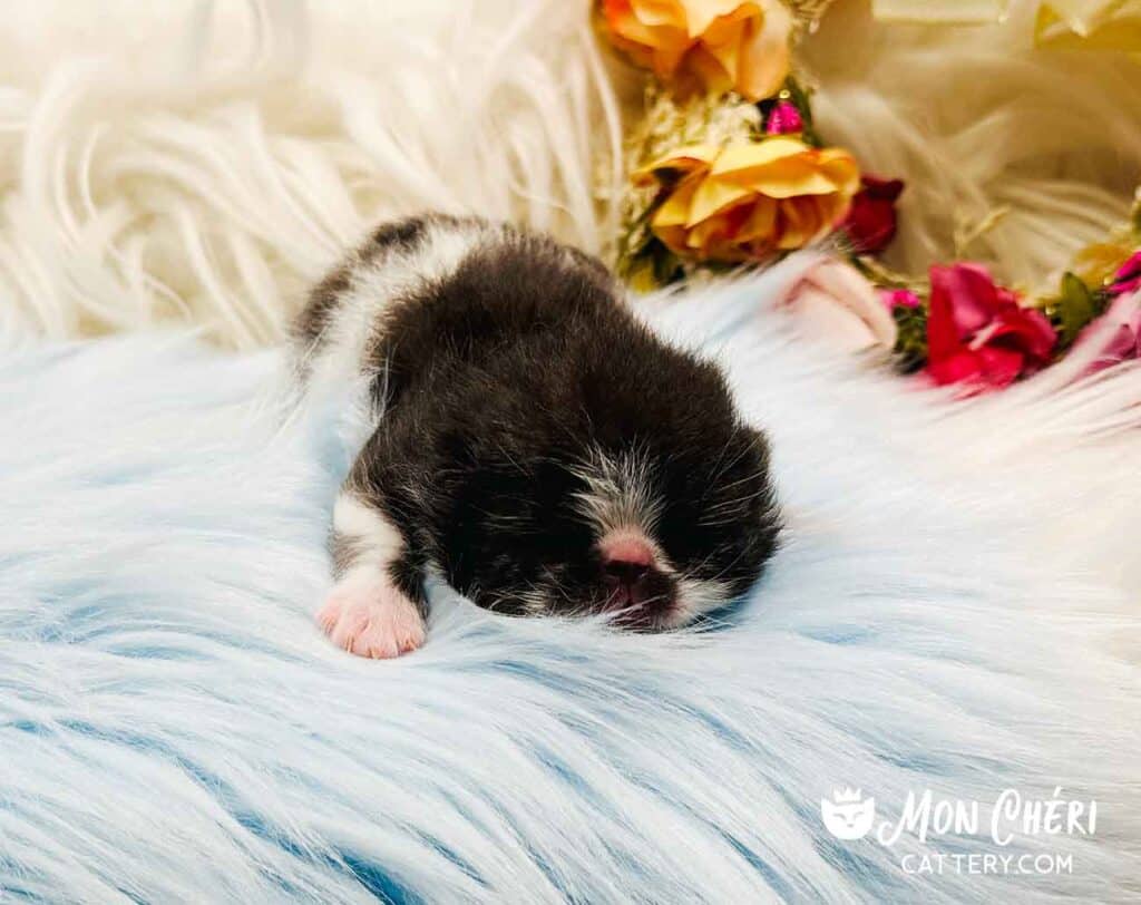 Black and White Bicolor Exotic Shorthair Kitten For Sale