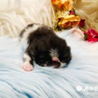 Black and White Bicolor Exotic Shorthair Kitten For Sale