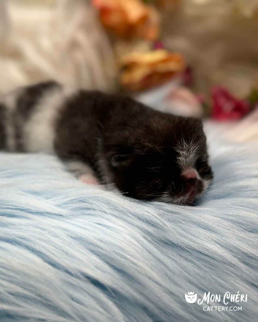 Black and White Bicolor Exotic Shorthair Kitten For Sale