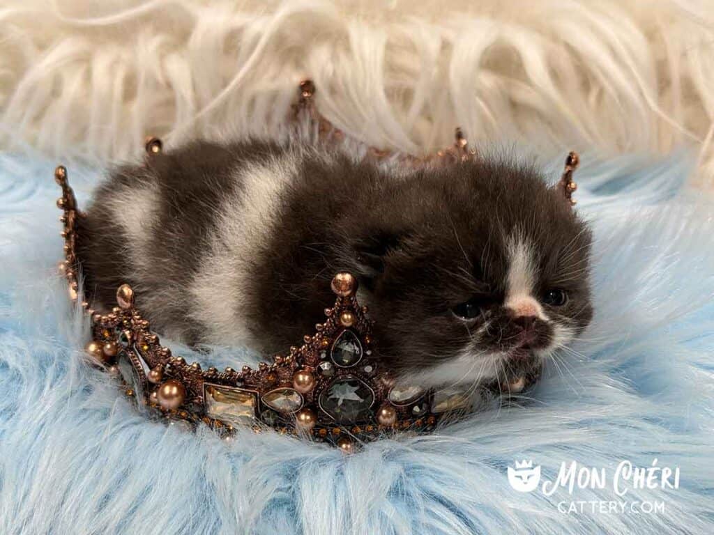 Black and White Bicolor Exotic Shorthair Kitten For Sale