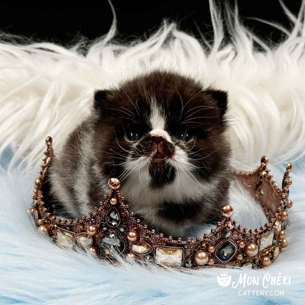 Black and White Bicolor Exotic Shorthair Kitten For Sale