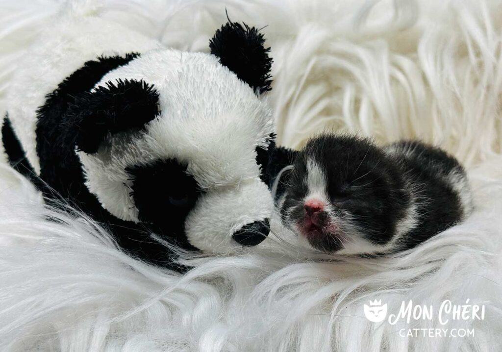 Black and White Bicolor Exotic Shorthair Kitten For Sale