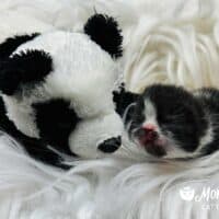 Black and White Bicolor Exotic Shorthair Kitten For Sale