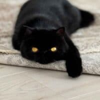 Black Exotic Shorthair Cat in Monett, Missouri