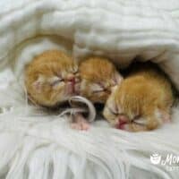 Solid Red Tabby Exotic Shorthair Kittens For Sale