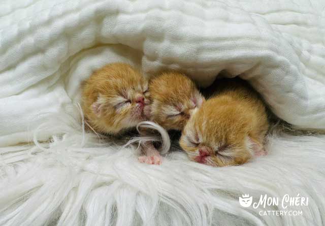 Solid Red Tabby Exotic Shorthair Kittens For Sale