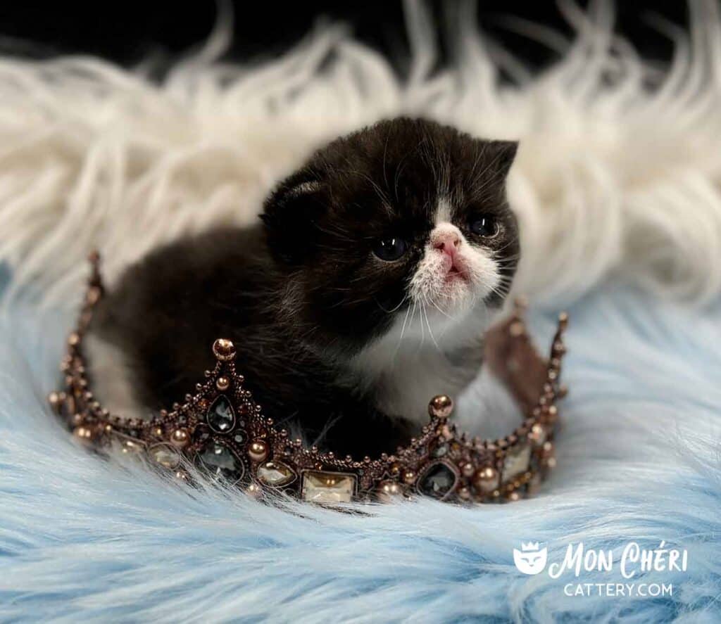 Black and White Tuxedo Exotic Shorthair Kitten For Sale