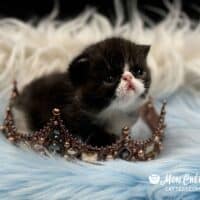 Black and White Tuxedo Exotic Shorthair Kitten For Sale