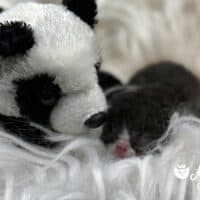 Black and White Tuxedo Exotic Shorthair Kitten For Sale