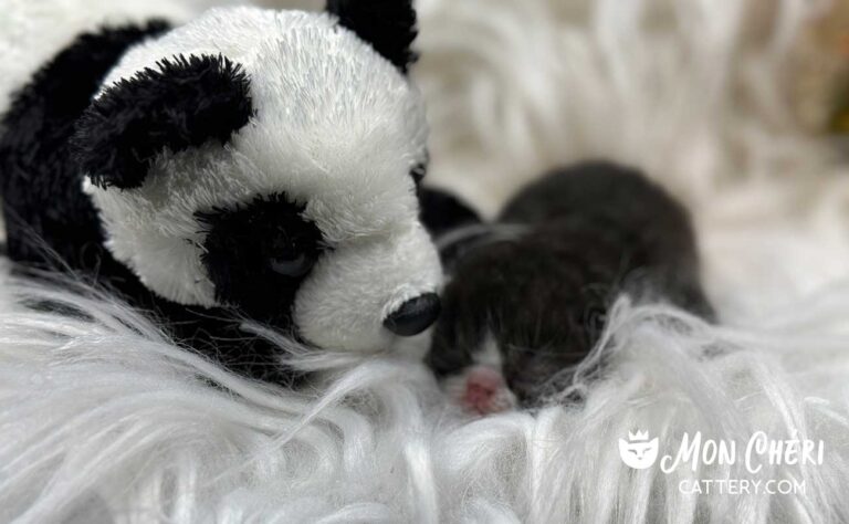 Black and White Tuxedo Exotic Shorthair Kitten For Sale