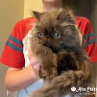 Chocolate Exotic Longhair Kitten in St Louis, Missouri