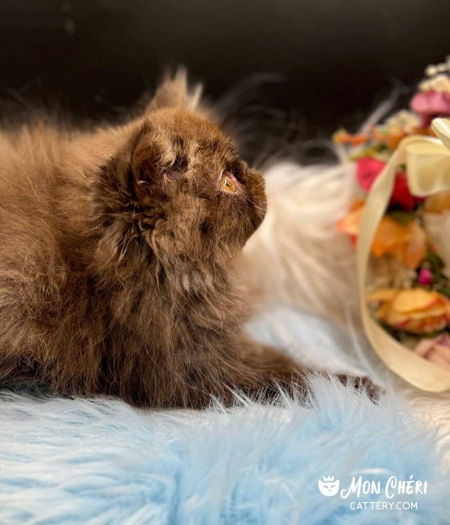 Chocolate Smoke Exotic Longhair Kitten For Sale