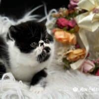 Black Bicolor Exotic Shorthair Kitten For Sale