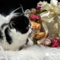 Black Bicolor Exotic Shorthair Kitten For Sale