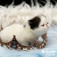 Black Bicolor Van Exotic Shorthair Kitten For Sale