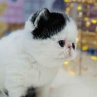 Black Bicolor Van Exotic Shorthair Kitten For Sale