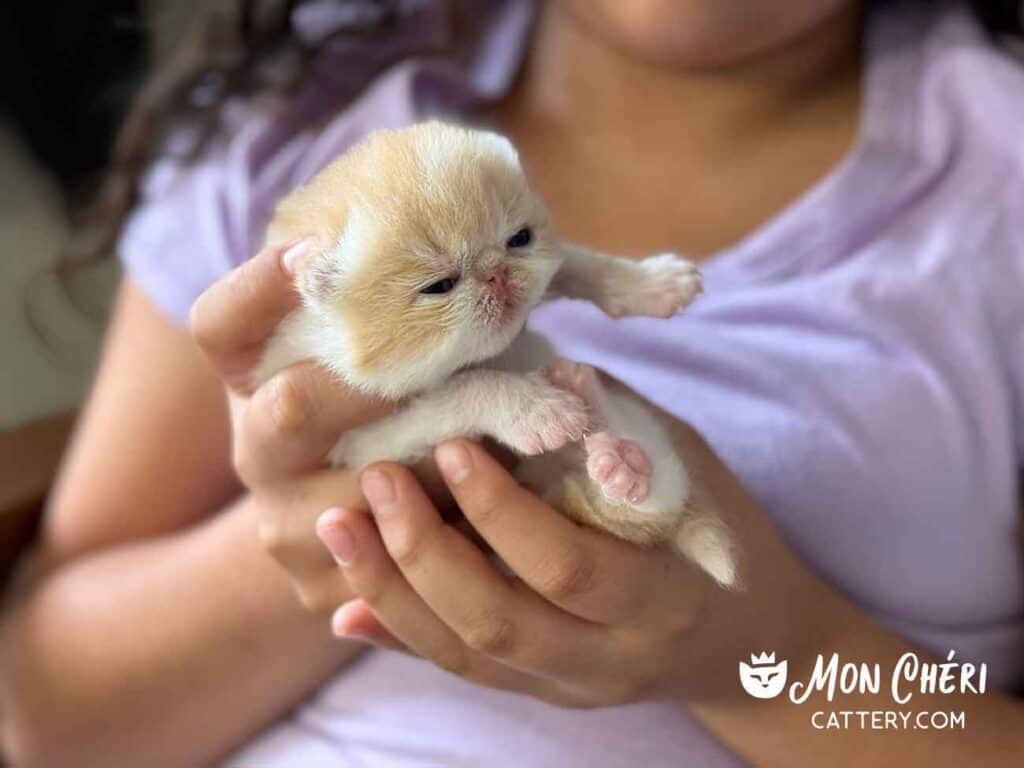 Cream Bicolor Exotic Shorthair Kitten For Sale