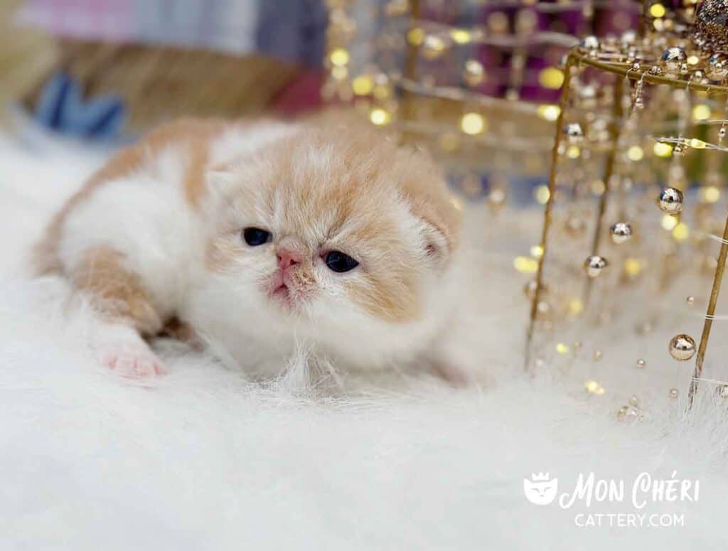 Cream Bicolor Exotic Shorthair Kitten For Sale