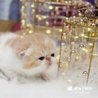 Cream Bicolor Exotic Shorthair Kitten For Sale