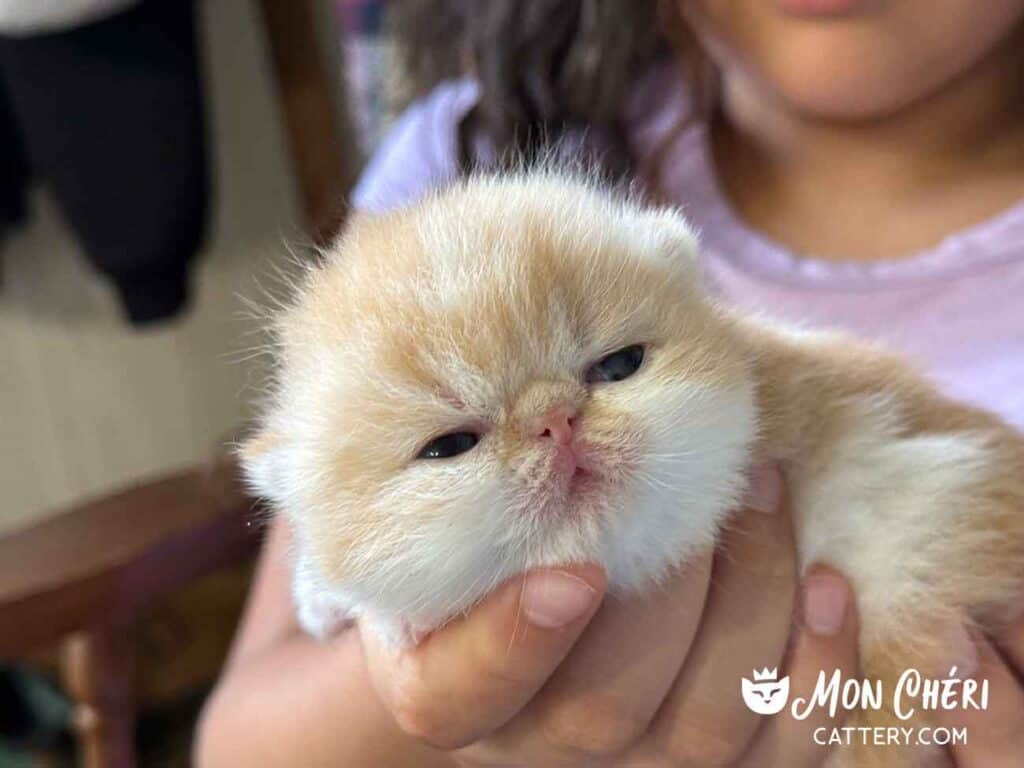 Cream Bicolor Exotic Shorthair Kitten For Sale