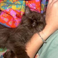 Chocolate Smoke Exotic Longhair Kitten in Boca Raton, Florida