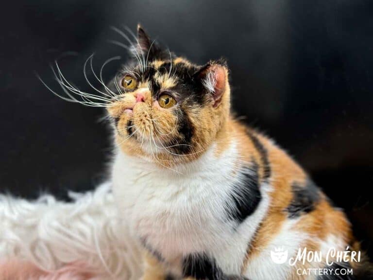 Calico Exotic Shorthair Cat