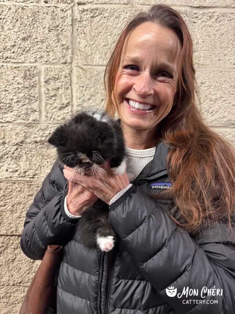 Black Bicolor Exotic Shorthair Kitten in Waxahachie, Texas