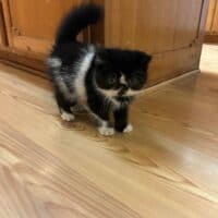 Black Bicolor Exotic Shorthair Kitten in Waxahachie, Texas