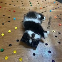 Black Bicolor Exotic Shorthair Kitten in Waxahachie, Texas