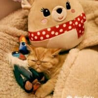 Red Tabby Exotic Shorthair Kitten in Appleton, Wisconsin