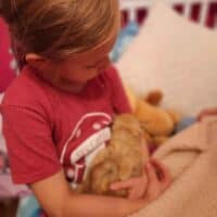 Red Tabby Exotic Shorthair Kitten in Appleton, Wisconsin