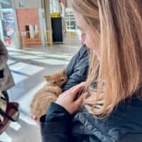 Red Tabby Exotic Shorthair Kitten in Appleton, Wisconsin